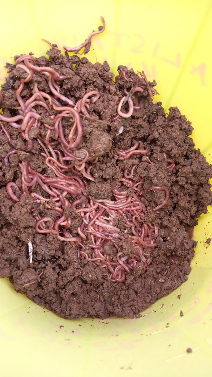Joe's Red worms Farm Kenya (@JoesRedwormsFa1) / Posts / X