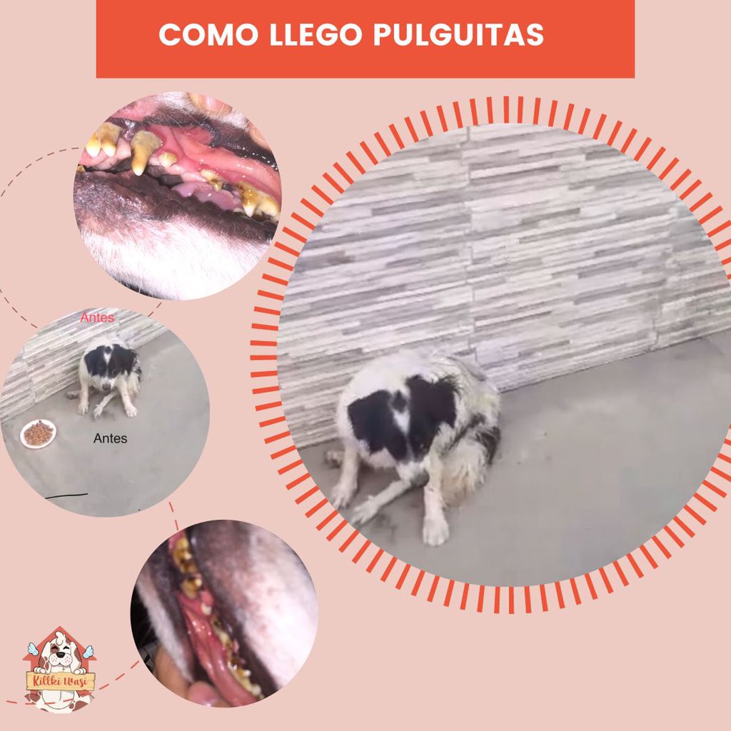 Fui maltratada y atropellada llegué sin caminar, con tics y convulsiones, erliquia y miedo. Actualmente he vuelto a caminar, pero mis convulsiones siguen, mi miedo a bajado pero aún sigue, me falta poco para sanar pero necesito de su ayuda para lograrlo, POR FAVOR compartan 🙏🏻