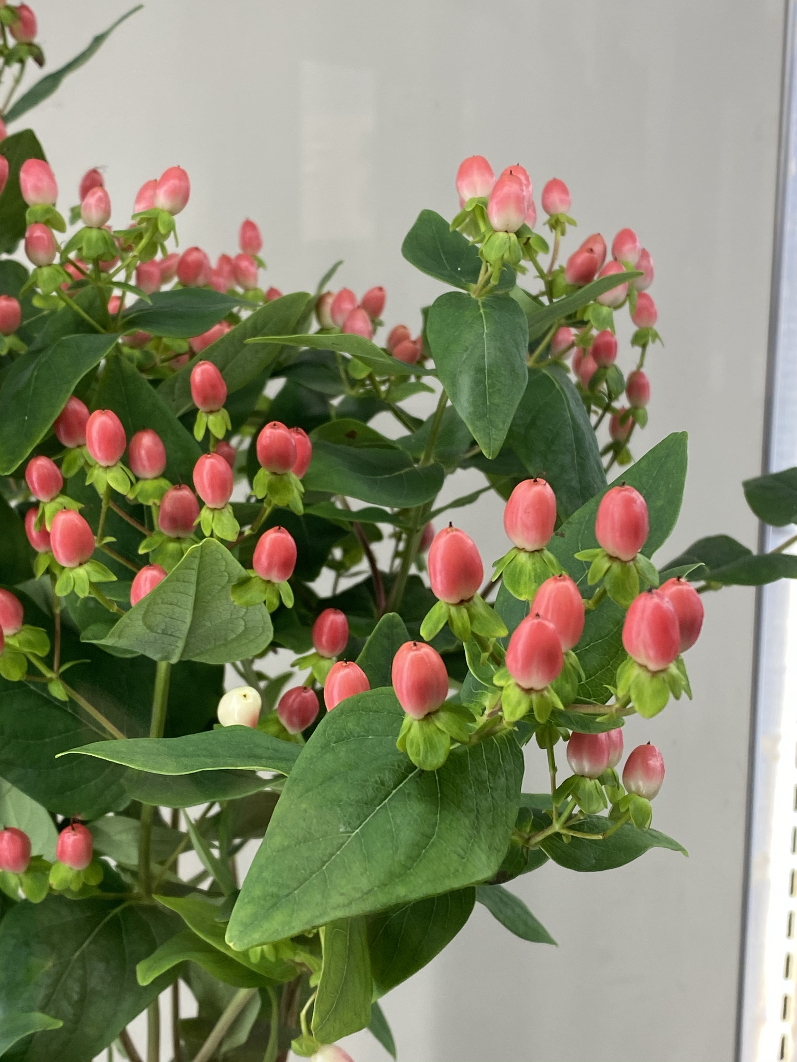 長野県のおいしい食べ方 ヒペリカム は初夏から夏にかけて黄色い花が咲き そのあとは赤かオレンジ色の丸い実がつきます 花 が散ってもすぐに実がなることから 悲しみは続かない という花言葉もあります 長野県産 花き Ja長野県ビル一階ロビー