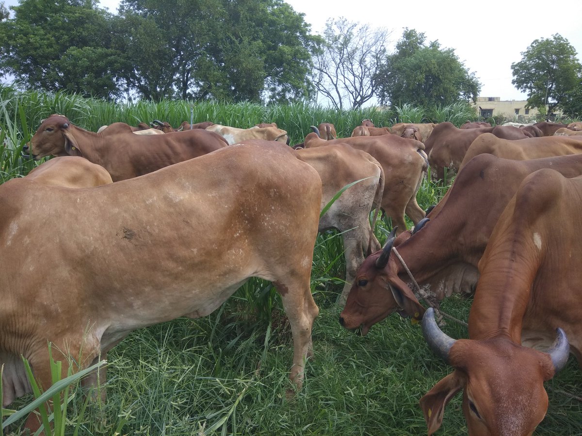 AshramGaushala's tweet photo. खेतों में ताजा चारा चरती हुई #गौमाता 😃

#SaveDesiCows https://t.co/AEfg3PHvZR