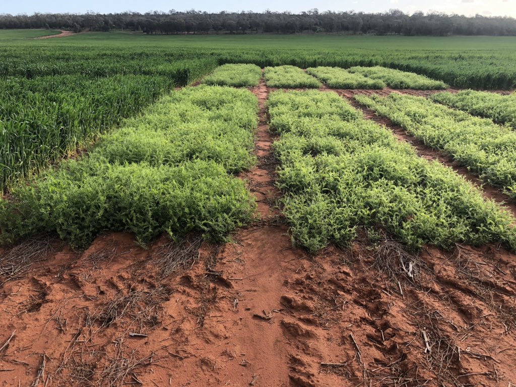 This has got serious legs. We’ve been working on this since 2016. Acid tolerant rhizobium. Let’s get it released. Great research to be involved in with <a href="/GRDCNorth/">GRDC North</a> @NSWDPI_AGRONOMY <a href="/AlbertGorman1/">Albert Gorman</a> <a href="/lukeschulz9/">Luke Schulz</a>