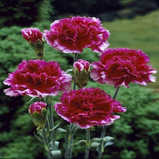 CangBotu's tweet photo. @9qBW3HP7oth8Zt0 صباح المحبة https://t.co/qGgtbk5yDd