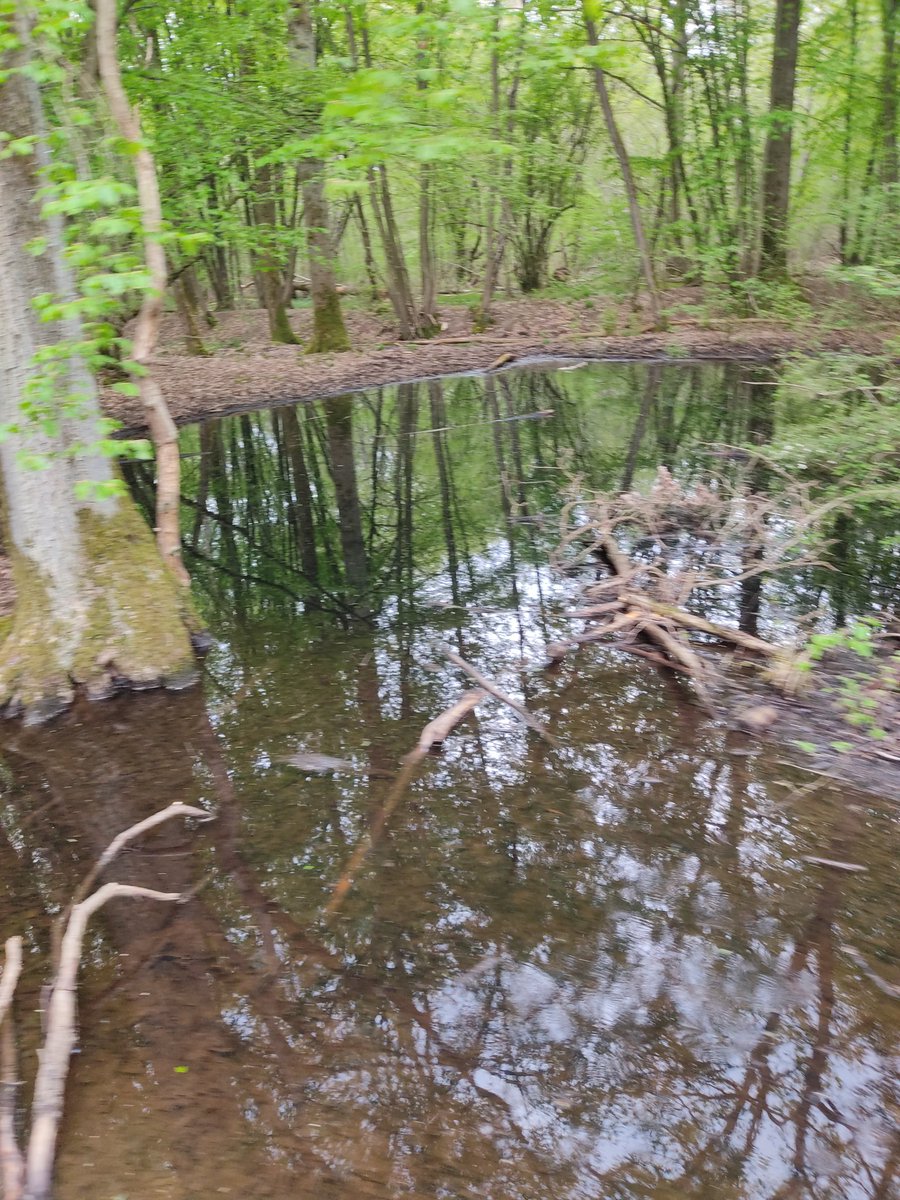 congo_cap's tweet photo. Petite ballade en forêt https://t.co/KrtSS24rTo