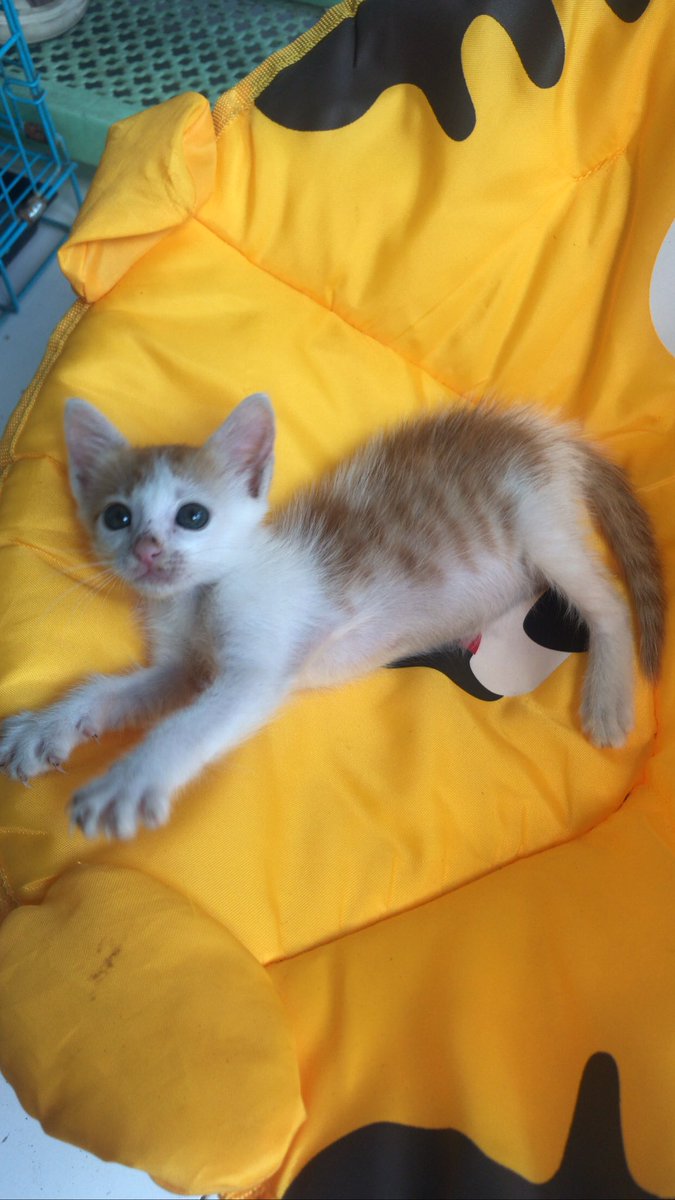 rumahichi's tweet photo. Min @infomalang dan Followers, ada kah yg mau mengadopsi bayi lucu ini? Namanya Nunu betina usia 1,5-2bulan. Sdh obat cacing+kutu. Sdh bisa pupis di litterbox. Lincah, sehat, aktif dan gemesin. Terima kasih. (Adopsi gratis bersyarat) 🙏🏼❤️ https://t.co/SvGP8mYrYs
