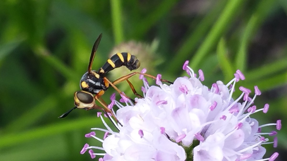 Insecten in Amelisweerd 🌳 (@besje) on Twitter photo De zeldzame slanke blaaskop (Conops scutellatus), gisteren waargenomen op een blauwe knoop in de <a href="/UUBotu/">Botanische Tuinen UU</a>. Een kort filmje hiervan vindt u op mijn Youtube-kanaal (link in bio). De zeldzame slanke blaaskop (Conops scutellatus), gisteren waargenomen op een blauwe knoop in de <a href="/UUBotu/">Botanische Tuinen UU</a>. Een kort filmje hiervan vindt u op mijn Youtube-kanaal (link in bio).