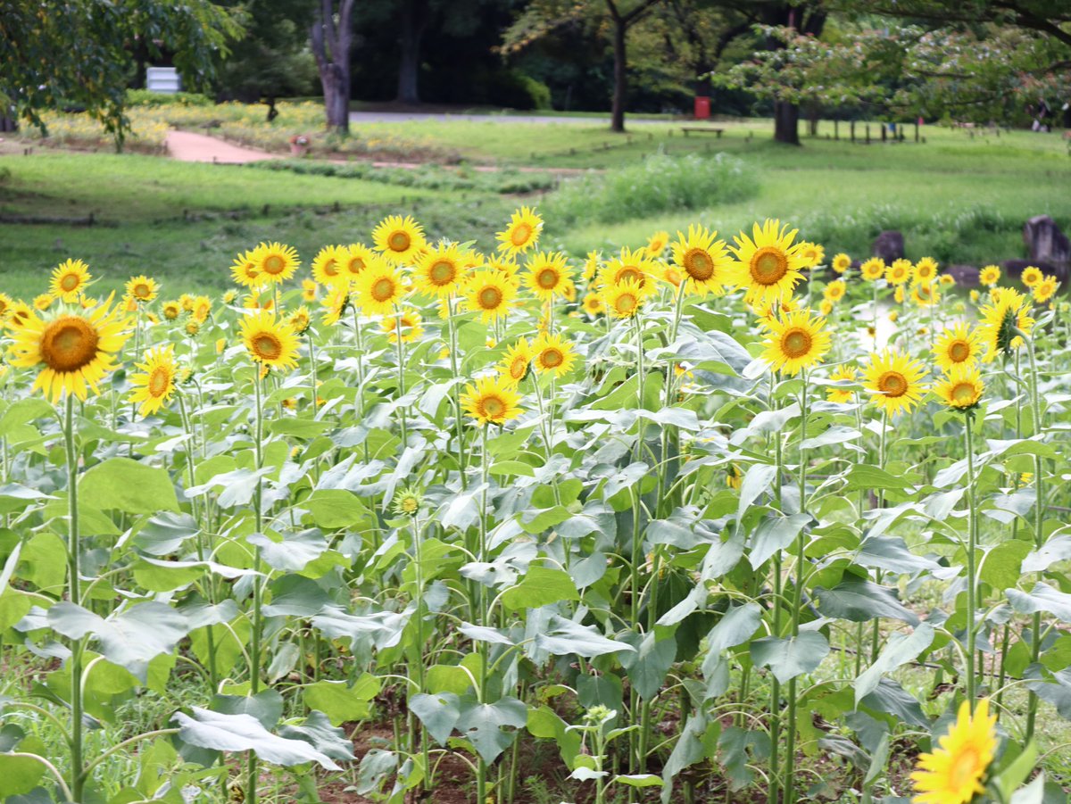 国営昭和記念公園 まだ ヒマワリ堪能できますよ 渓流広場夏花壇にハイブリットサンフラワーが咲いています 少し小ぶりですが 今週末までは楽しめそうです 近くの ひまわり見本園 では 未発売の品種を含む6種類を植栽してます 東北八重が見ごろ 国営昭和記念公園 まだ ヒマワリ堪能できますよ 渓流広場夏花壇にハイブリットサンフラワーが咲いています 少し小ぶりですが 今週末までは楽しめそうです 近くの ひまわり見本園 では 未発売の品種を含む6種類を植栽してます 東北八重が見ごろ