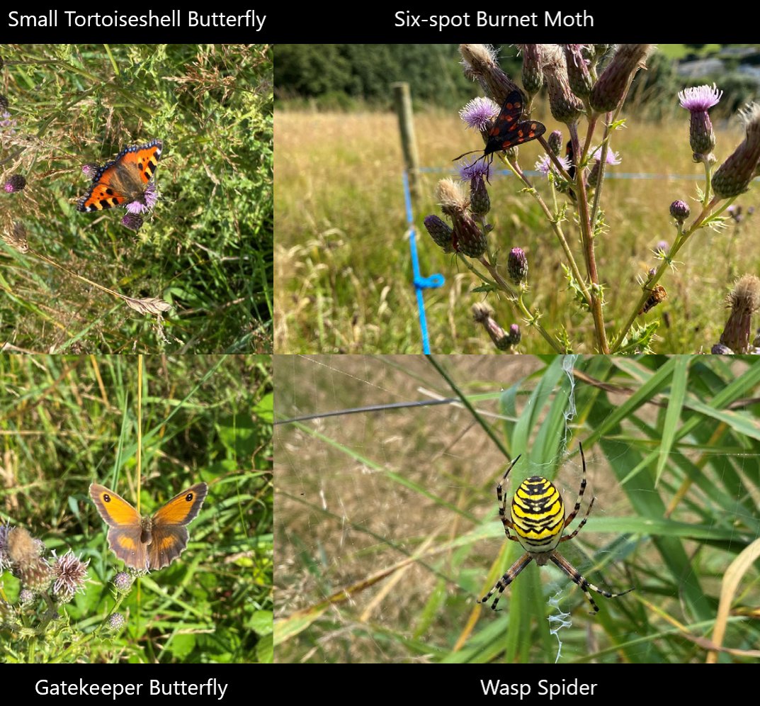 These photos of beautiful invertebrates on our nature reserve were taken by volunteer Harry! Rough grassland is a fantastic habitat for all sorts of wildlife, not just Barn Owls! We would love to have an invert specialist visit and survey our reserve! 🤞 barnowltrust.org.uk/wildlife-diary…