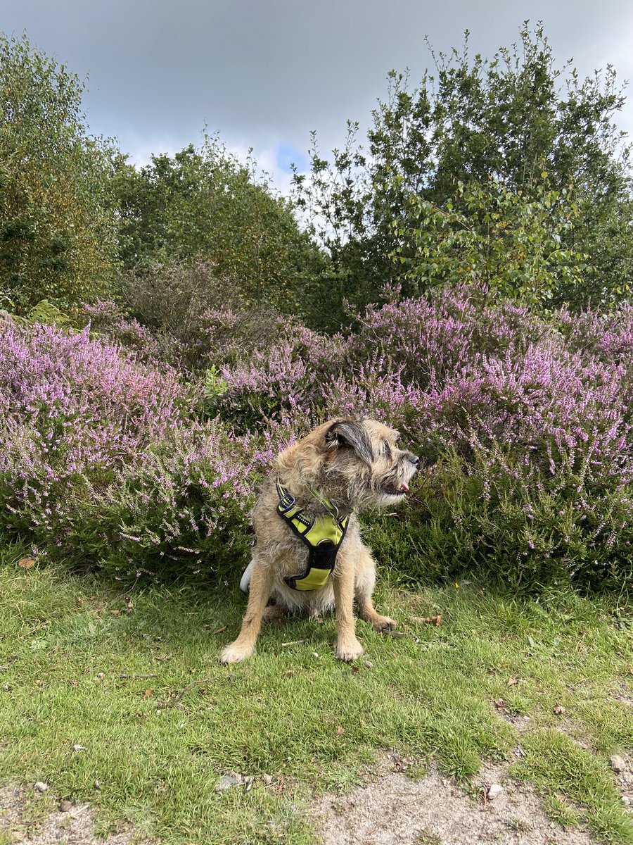 RonnieRubyElsa's tweet image. Ronnie had a fabulous walk at Devils Punch Bowl and Hindhead Common last weekend 😻💜 @nationaltrust 🐕