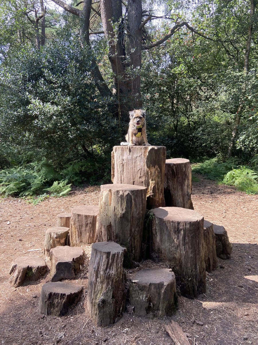 RonnieRubyElsa's tweet image. Ronnie had a fabulous walk at Devils Punch Bowl and Hindhead Common last weekend 😻💜 @nationaltrust 🐕