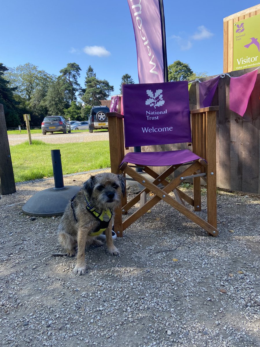 RonnieRubyElsa's tweet image. Ronnie had a fabulous walk at Devils Punch Bowl and Hindhead Common last weekend 😻💜 @nationaltrust 🐕
