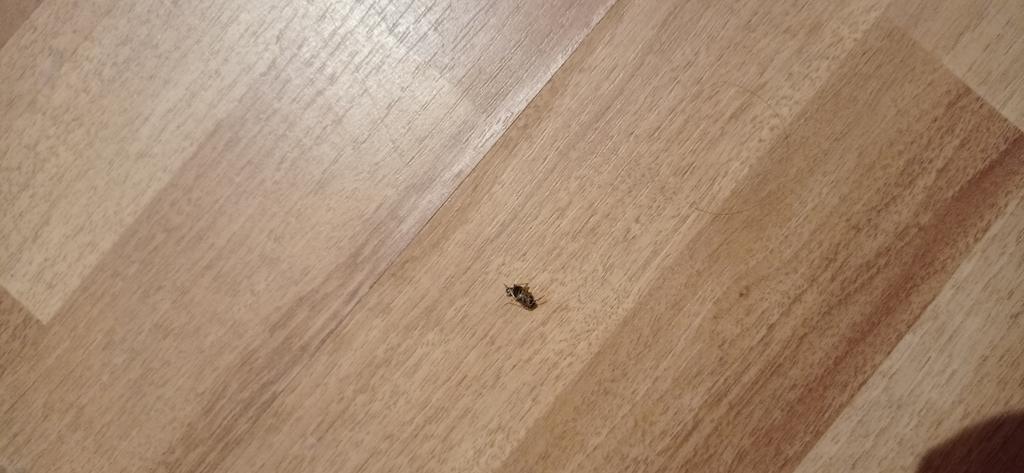 Рамис tweet media