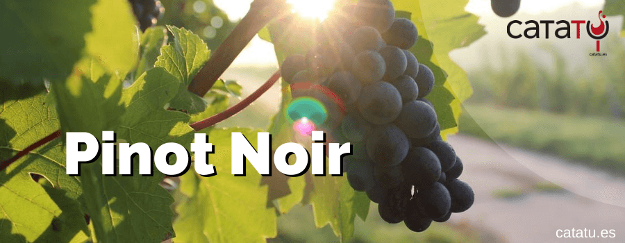 Hora de conocer la uva a la que llaman "la uva del diablo" por su dificultad de elaborar, pero que hará que vendas tu alma cuando pruebes los #vinos que con esta uva se elaboran.
buff.ly/35PCeOa
<a href="/jeanleon1963/">Jean Leon</a> <a href="/familiatorres/">Familia Torres</a> <a href="/altapavina/">Alta Pavina</a> <a href="/BodegasColoma/">Bodegas Coloma</a> <a href="/CASTILLORst/">CASTILLO MONJARDIN</a>