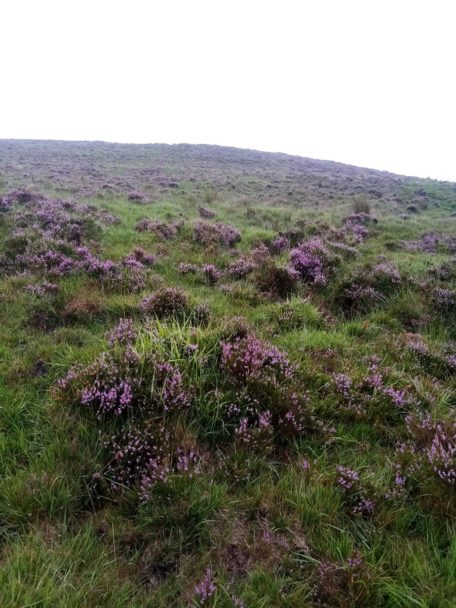 Purple patch! #hillfarming #hnvfarming #slievefelims