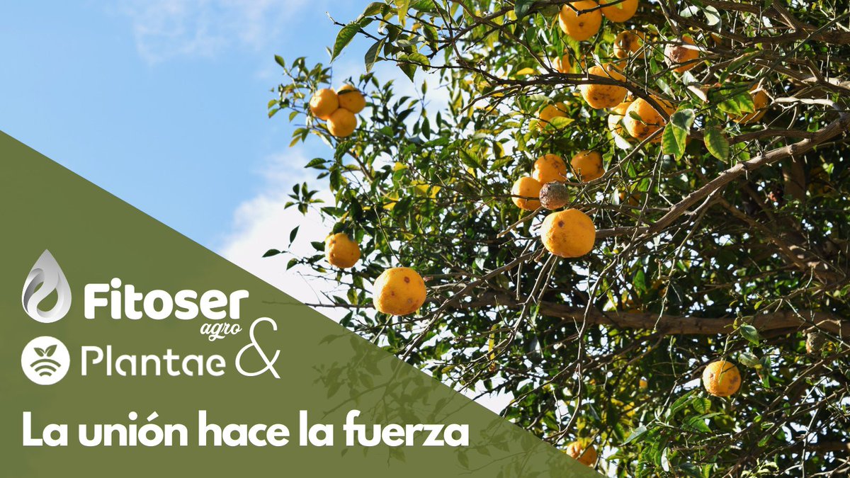 FitoserA's tweet photo. ¡La unión hace la fuerza! 

Estábamos ansiosos por anunciar la #colaboración con @PlantaeGarden, un antes y un después en la calidad de nuestros servicios y distribuyendo sus productos. 
En Fitoser tratamos de crear #sinergias y seguir creciendo, todo para darte el mejor servicio https://t.co/nSZWcJjMNx