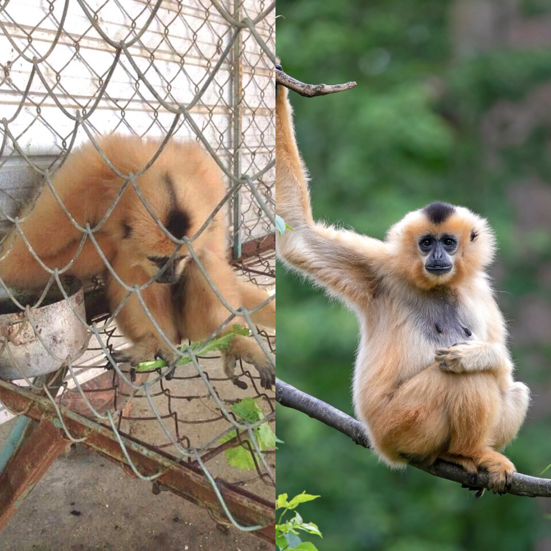 It's #WildlifeWednesday again, so let's talk about #gibbons!

Female yellow-cheeked gibbons have yellow fur whereas males are black.

Sadly, this animal is classified as #vulnerable and is threatened by #poaching and the #illegalpettrade

Support us today bit.ly/end-wildlife-t…