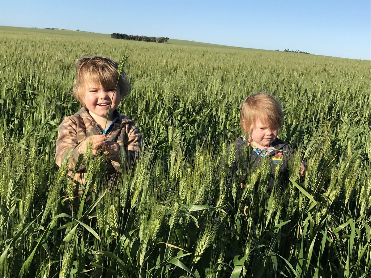 #GrainCorp's Chela Lamond <a href="/chuckylam/">Chela Lamond</a> and her little harvest helpers have been busy inspecting #wheat on their farm near Arrowsmith East, WA.

"The crops are looking good and are in full head and flowering," she says.

Where are the crops up to on your place?

#harvest2021
