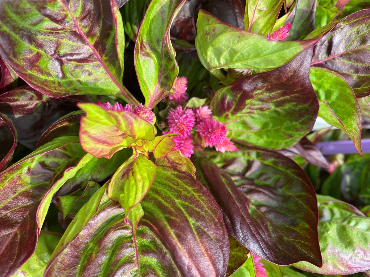 Fleuroselect tweet media