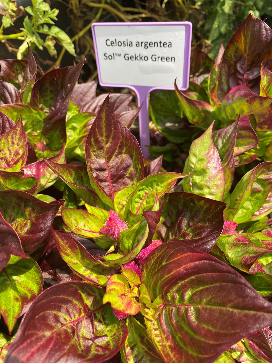 Fleuroselect tweet media