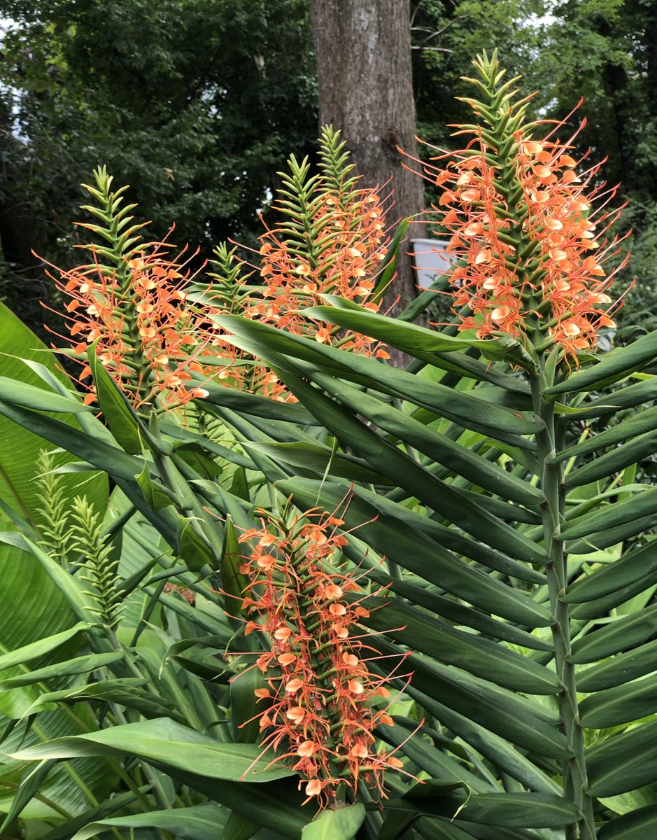 #summer #flowers  #gardening There is a serious #Tropicalvibe going on here with all the #ginger starting to bloom😃