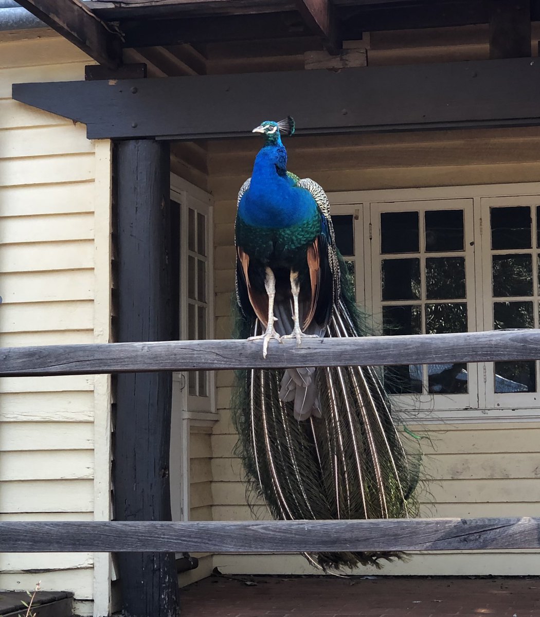 MuscaRoseanne's tweet photo. Beautiful Peacocks keeping us company on the Year Six Life Week Camp 🦚  #hccellenbrook https://t.co/GgHEaepJ8Q