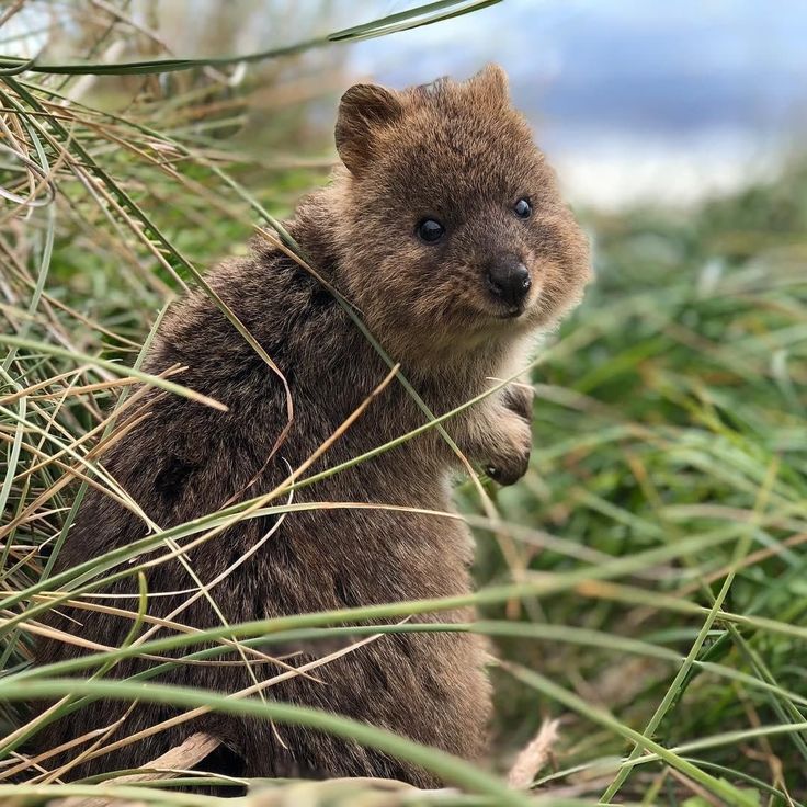 Квокка эндемики австралии. Квокки в норке. Где можно встретить животных. Кошачий лемур мадагаскар. Национальный парк перияр.