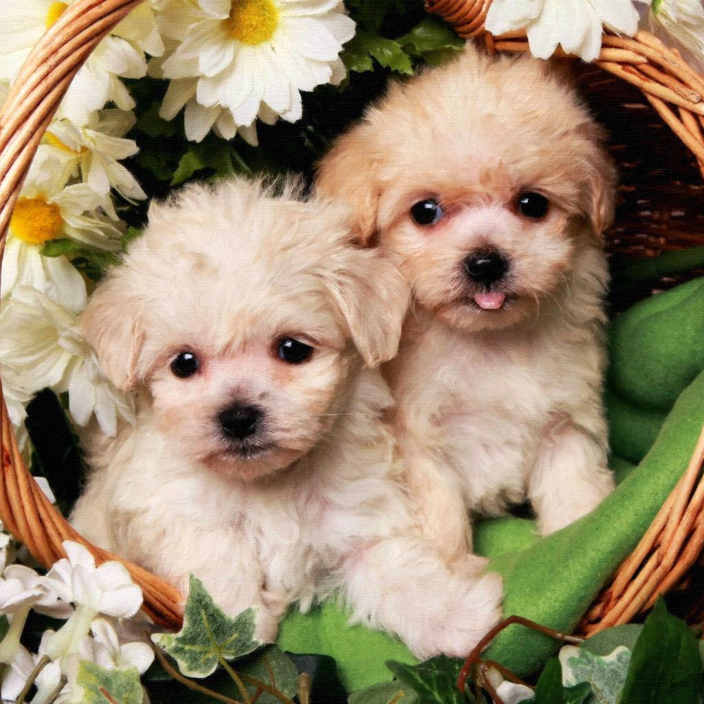 NightmareStree's tweet image. they are so cute I want #puppylove

        #mansbestfriend

        #womansbestfriend

        #catsofinstagram

        #dogsofinstagram

        #dogstagram

        #doglife

        #catlife

        #instapet