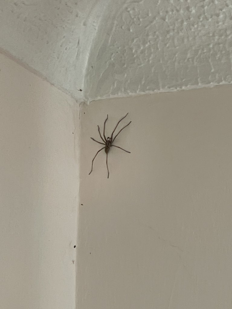 gwythz2's tweet photo. Turns out my nightmare about spiders last night was a fkn premonition https://t.co/8JwAHj5AoF