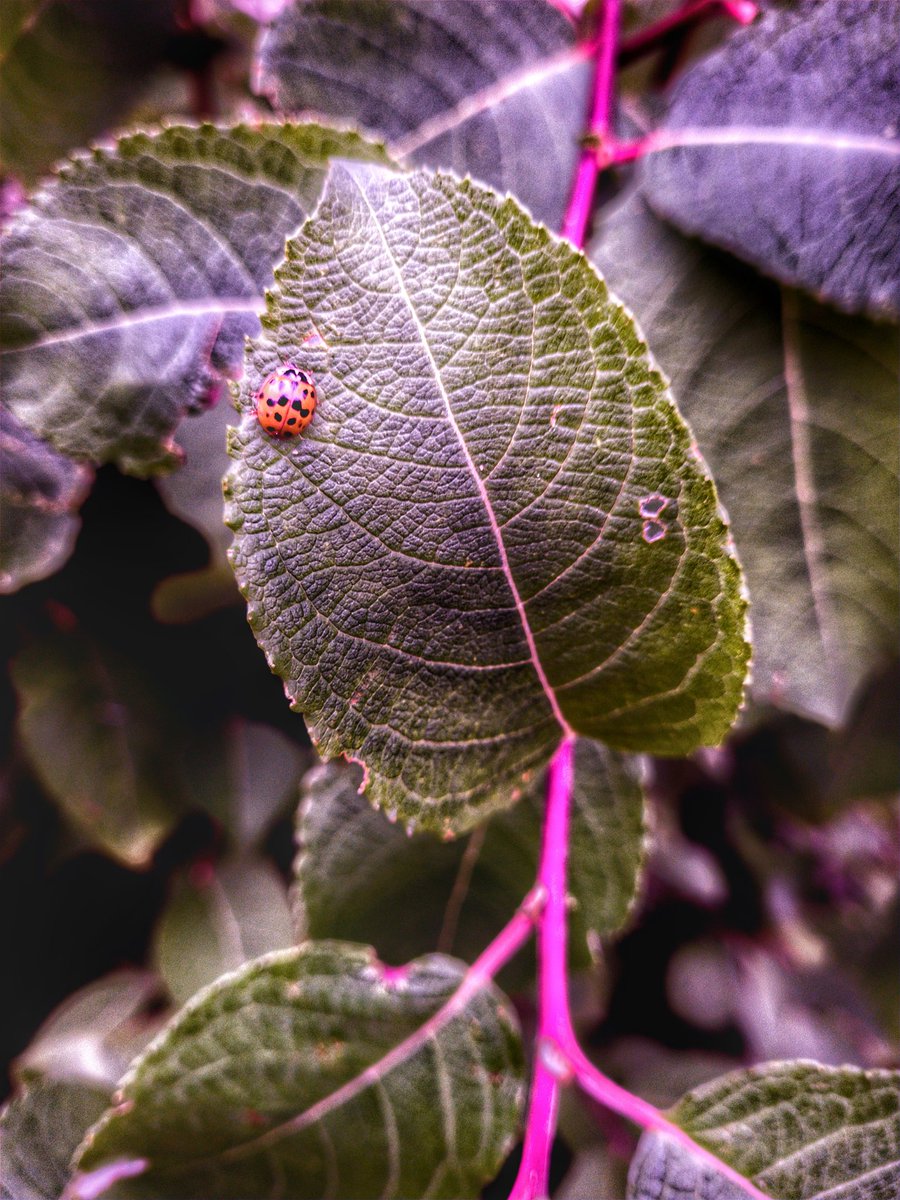 LswProject's tweet photo. Tint edit, what do you think to this close up shot? #closeup #macro #macrophotography #insect #insects #bugslife #bug #macrogardener #mouth #selfshot #bugs #creature #lovenature #creature  #macro_creature_feature #myself #macroshot #macro_perfection #wildlife #face #macroworld https://t.co/6rW2Z2vS4K