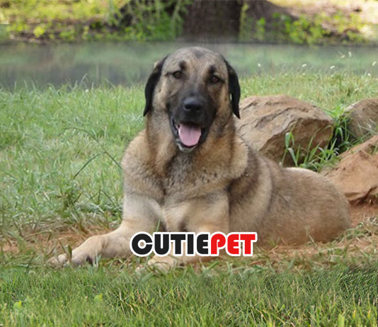 dstephen1217's tweet photo. #Turkish_Boz_Shepherd is a #large_ancient_dog from the Northern Urfa Mountains of #Southern_Turkey. This mighty dog is an ideal #guardian_dog to livestock and they protect rather than attack other animals. #TurkishBozShepherd #giantdogbreed #livestockguardian https://t.co/7MO7YWyn3R