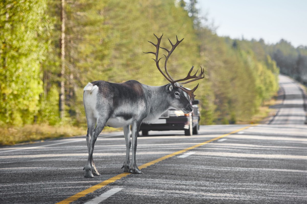 MiniCityAutoNC's tweet image. #SafeDrivingTip: If the roads are icy, it’s deer season, children are playing nearby, there are bicyclists on the road, construction is happening, etc… it’s important to leave extra room, adjust your driving habits, and be ready for sudden braking.
