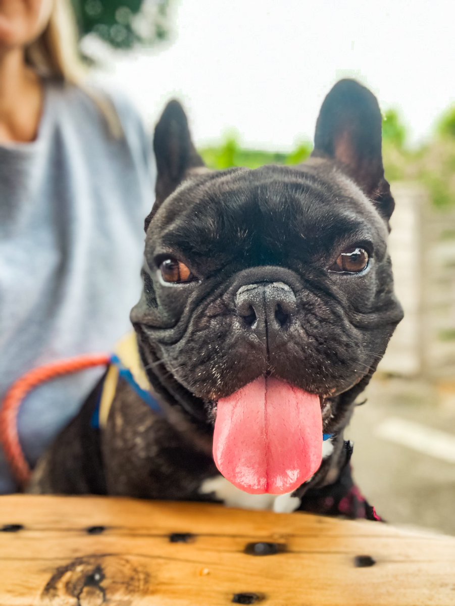 weeweefrenchie's tweet photo. I’ll show you mine if you show me yours! 🤣
.
Happy TOT, cutie pies 😛
.
#weeweefrenchie #weeboysyre #tuesdayselfie #tuesdaytip #tongueouttuesdays #dogsmakeeverythingbetter https://t.co/VJnXBjTpmm