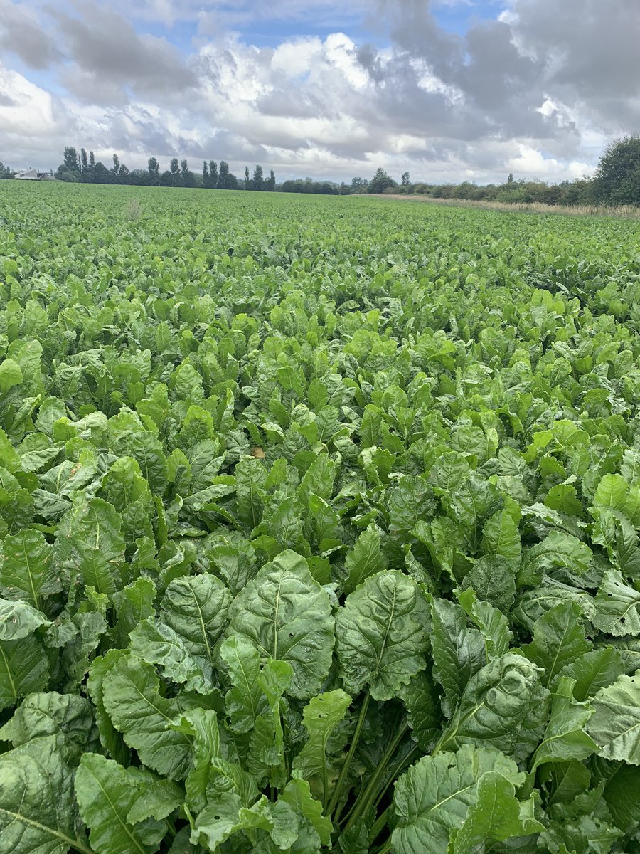Wk 30 thought I would stand in the crop this time. The canopy is enormous and the sunshine conspicuous by its absence. Fungicide scheduled for the weekend. 🤞for an Indian summer.