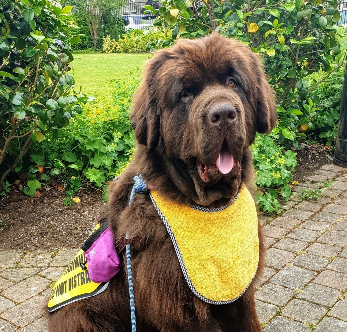 Pet_Connection's tweet image. A very happy #TongueOutTuesday from Goose the Newfie - our favourite #AssistanceDog

What are you all up to today with this little glimpse of 🌞 we're enjoying?