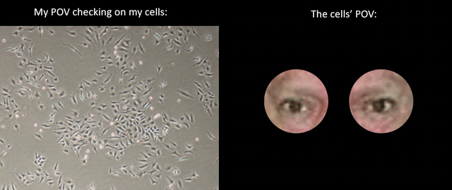 DNA&RNA Universe 𝕏 (@dna_rna_uni) on Twitter photo 