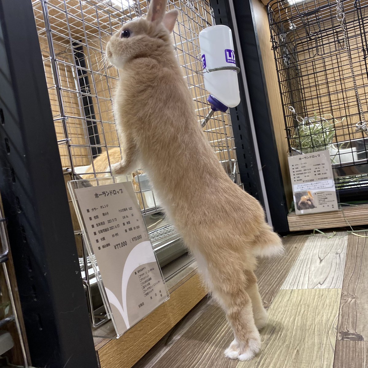 ট ইট র うさぎのしっぽ洗足店 うさぎがそんなに足長いなんて しかも直立するだなんて 信じないんだから っ うさぎのしっぽ うさぎ ネザーランドドワーフ フォーン 新入りボーイ 足長い 直立してる 人間みたい 背筋ピーン Rabbit ট ইট র うさぎのしっぽ洗足店 うさぎがそんなに足長いなんて しかも直立するだなんて 信じないんだから っ うさぎのしっぽ うさぎ ネザーランドドワーフ フォーン 新入りボーイ 足長い 直立してる 人間みたい 背筋ピーン Rabbit