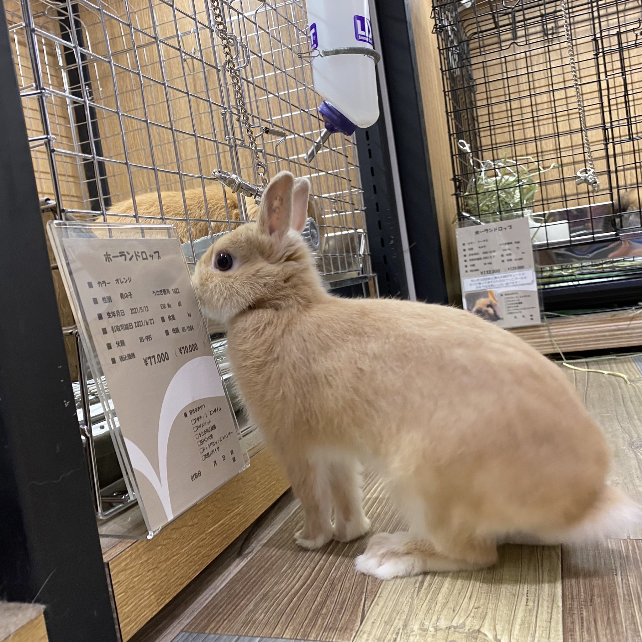 うさぎのしっぽ洗足店 on X: うさぎのしっぽ洗足店 on X: