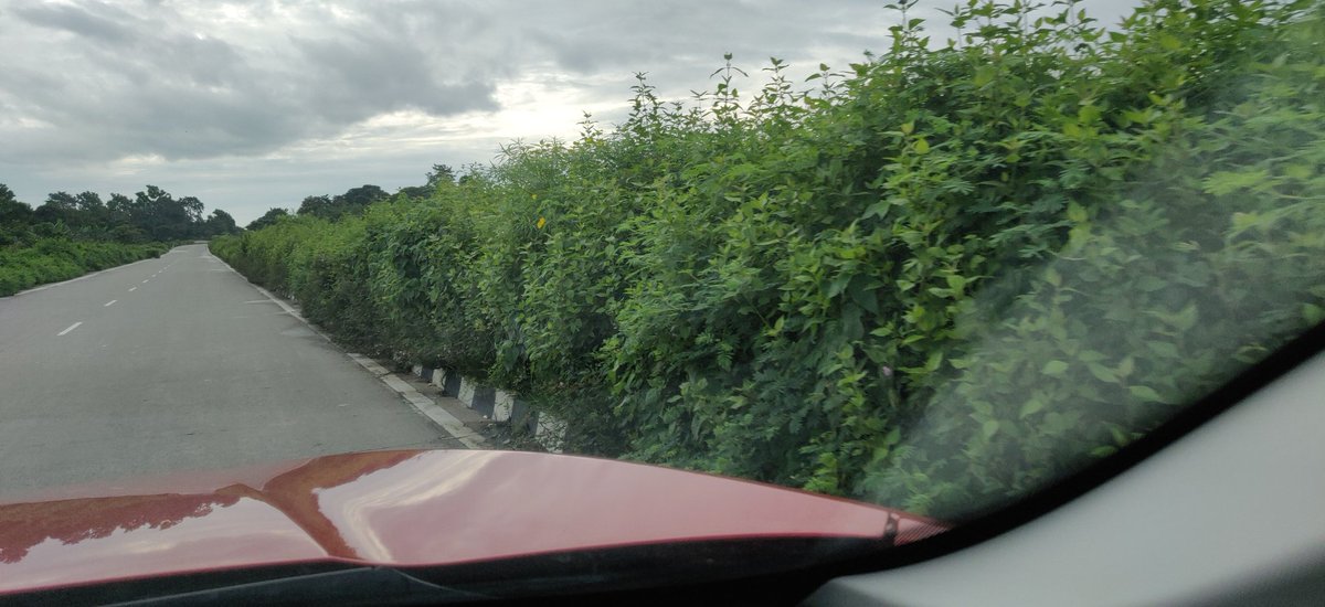 SauravSarmah5's tweet photo. @himantabiswa 
@nitin_gadkari 
@NHAI_Official 
NHAI collect Rs.215 (115+100) per LMV one way from Guwahati to Nagaon(126km) on NH37. But maintanance of  the divider is pathetic. Full of weeds dat intrudes on the driveway in most places. we need your @himantabiswa intervention sir https://t.co/E98NrWP9Vx