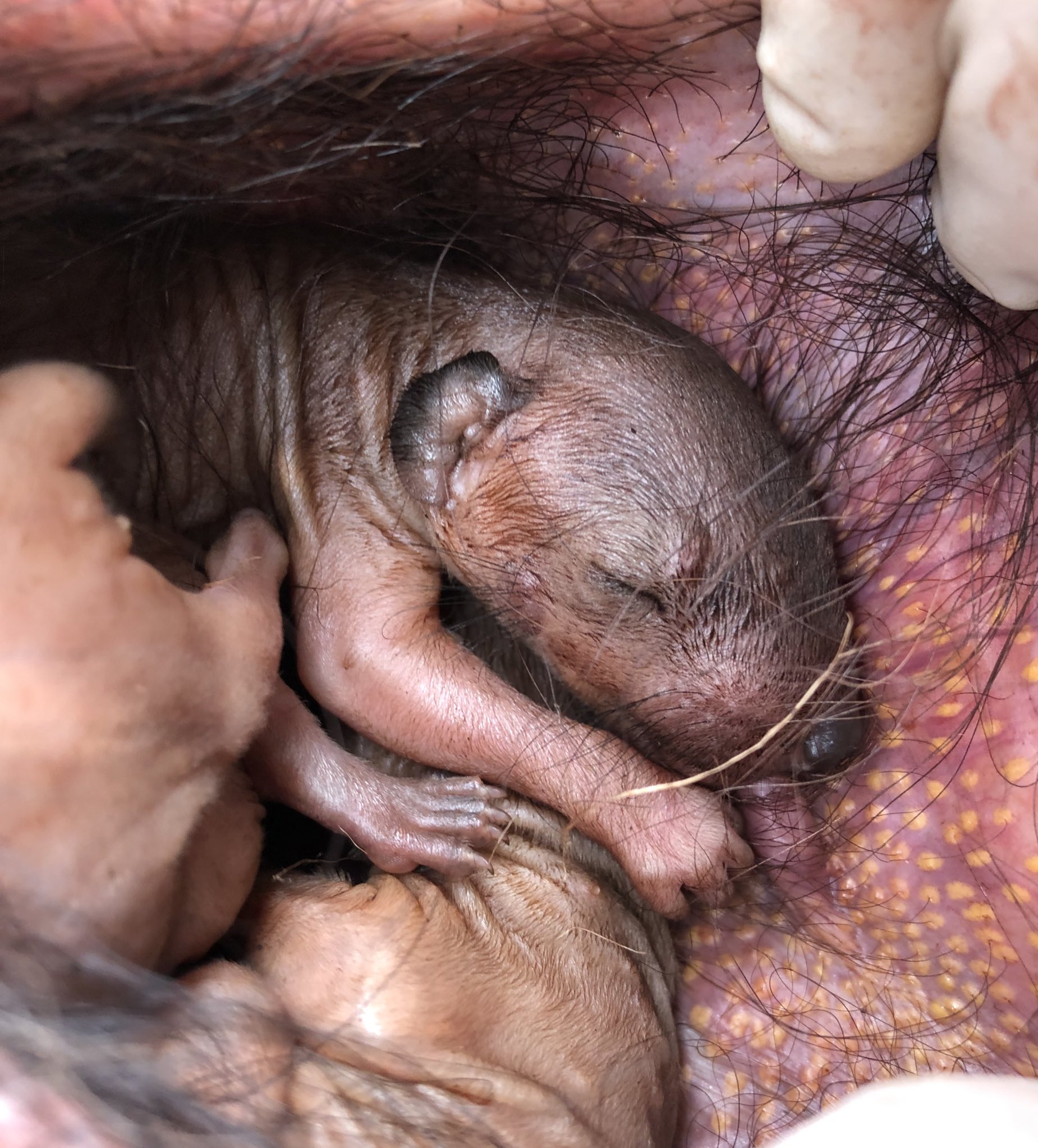 Dr David Hamilton on X: "Devils in development! These Tasmanian devil joeys  are around 3 months old - they stay in their mothers pouch until they're  4/5 months & get too big