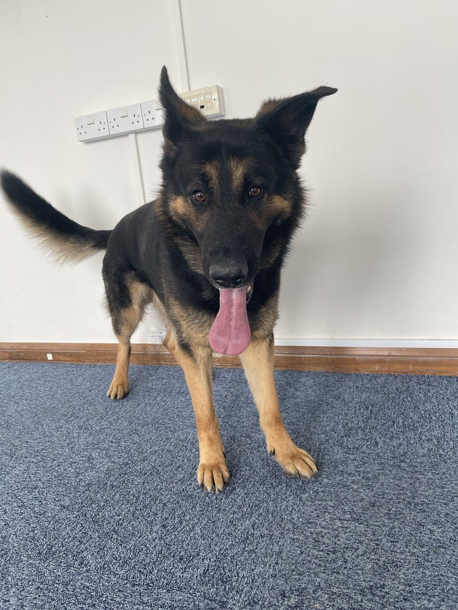 PoliceDogDorset's tweet photo. PD Tag located and detained 3 subjects on premises in WAREHAM following reports of a break in progress last week 🐾
#OD741 #FSD #dorsetpolice #policedog https://t.co/m0gYLIAUXq