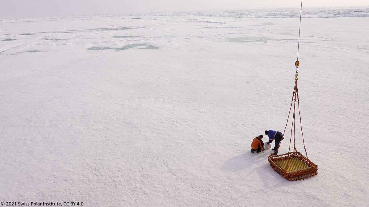 More news from the #ArcticCentury Expedition!
"In total, three floats were deployed on ice floes and two in the open water, to the north and northwest of Komsomolets Island (#SevernayaZemlya)."
Read on👉swisspolar.ch/2021/08/day-18/

#PolarScience #Arctic #ArgoFloats #AARI <a href="/GEOMAR_en/">GEOMAR_en</a>