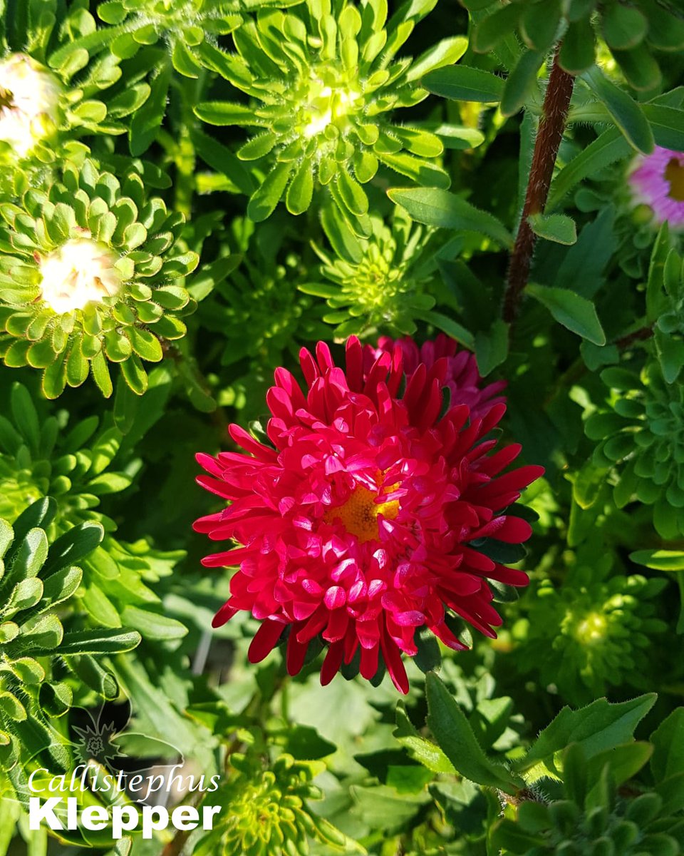 summerflowersNL's tweet image. Callistephus is een van de oudste gewassen zomerbloemen die er door de Nederlandse telers wordt geteeld. Vroeger had bijna elke zomerbloemen teler wel een hoekje zomerasters staan. 

#Summerflowers #Zomeraster #Callistephus #SeizoensBloemen