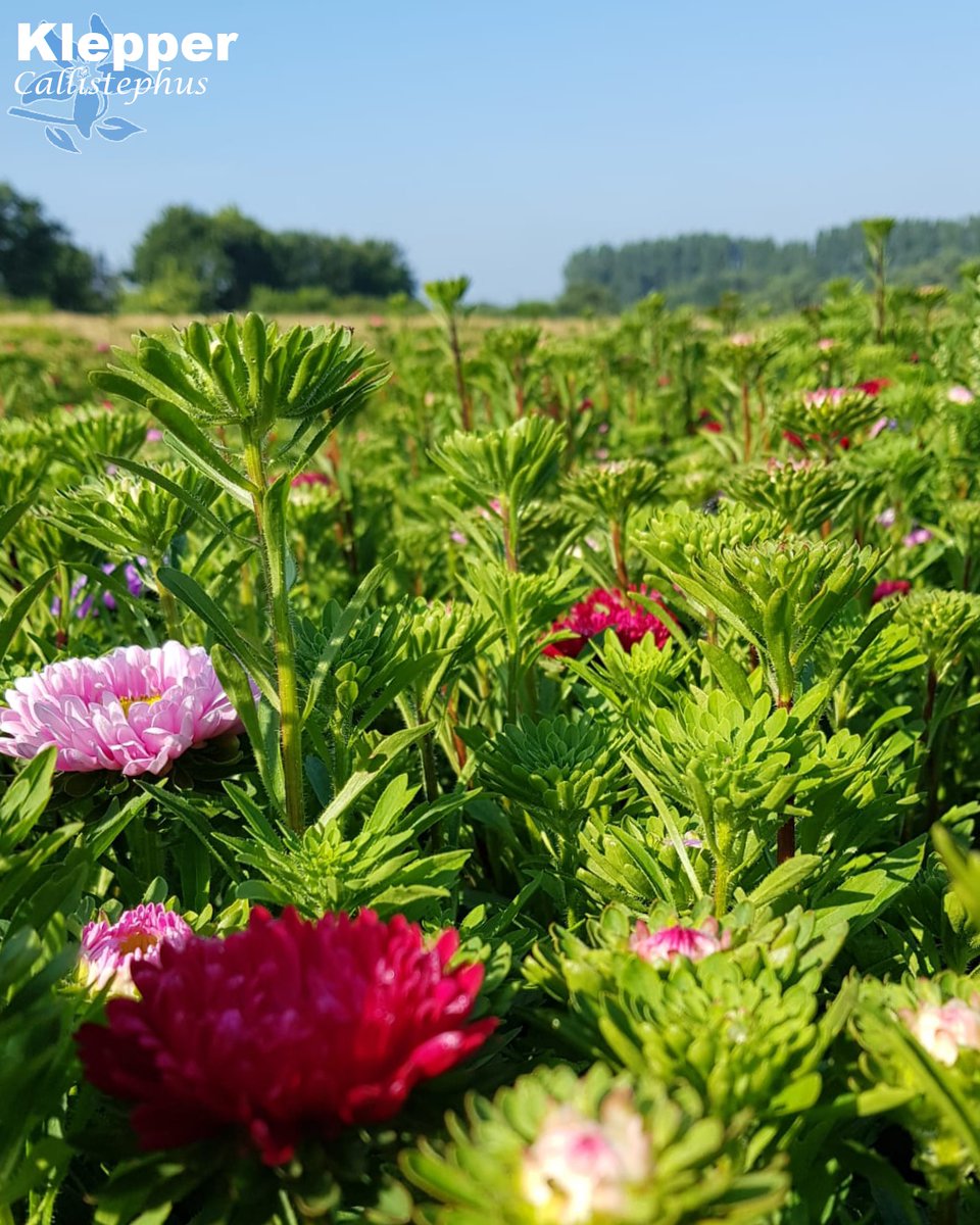 summerflowersNL's tweet image. Callistephus is een van de oudste gewassen zomerbloemen die er door de Nederlandse telers wordt geteeld. Vroeger had bijna elke zomerbloemen teler wel een hoekje zomerasters staan. 

#Summerflowers #Zomeraster #Callistephus #SeizoensBloemen