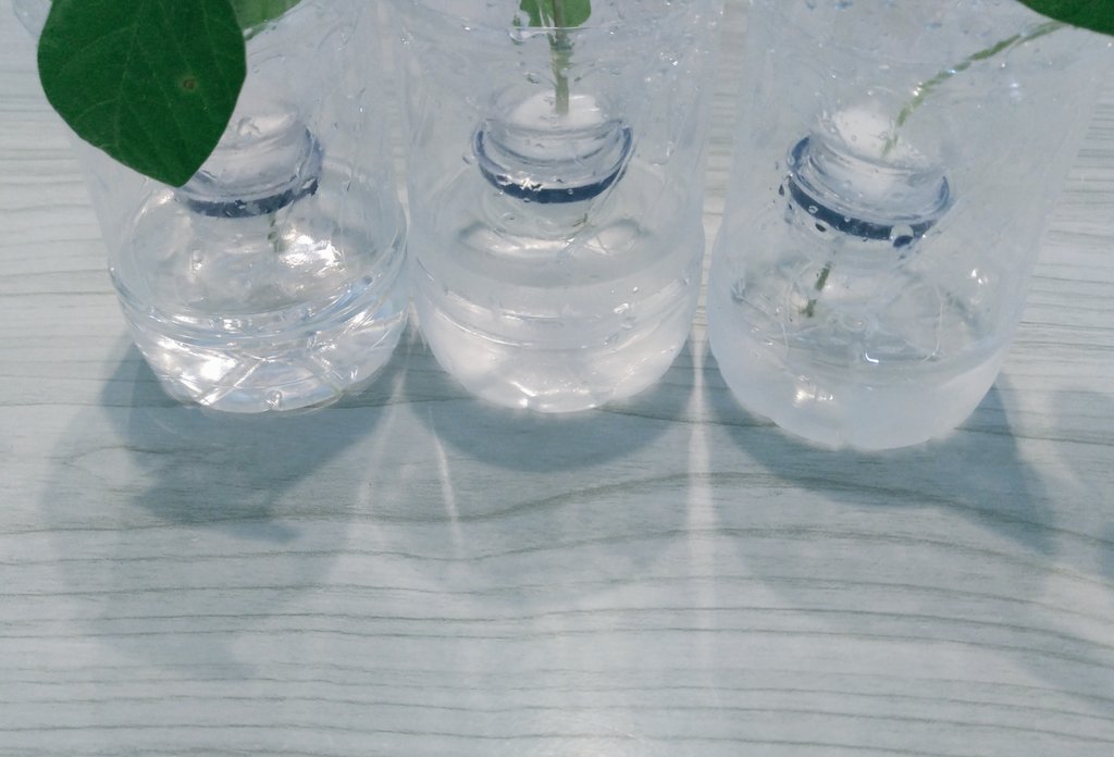 らる 水耕栽培中 根っこが大分育ってきたのでペットボトルに一本ずつ植えました 今のところ葉っぱも元気そうだからうまく育つといいな 水耕栽培の記録 大豆 枝豆