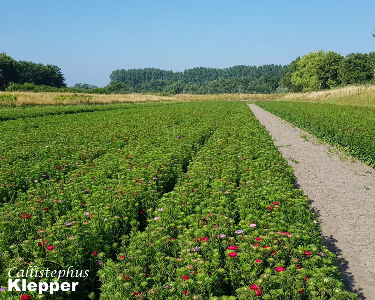 summerflowersNL's tweet image. Omdat deze bloemen op verse grond het gezondste groeien, is de teelt meer naar de wat ruimere buitengebieden verhuist, waar verse grond meer voor handen is. Door veredeling is de kwaliteit verbeterd en zijn er meer kleuren en vormen ontstaan.

#Summerflowers #Callistephus