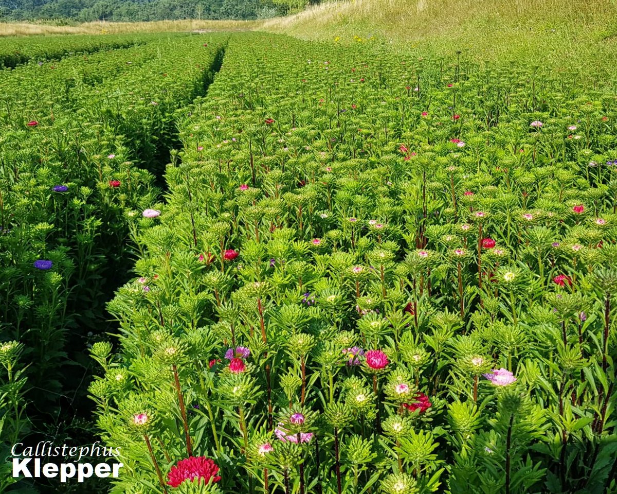 summerflowersNL's tweet image. Omdat deze bloemen op verse grond het gezondste groeien, is de teelt meer naar de wat ruimere buitengebieden verhuist, waar verse grond meer voor handen is. Door veredeling is de kwaliteit verbeterd en zijn er meer kleuren en vormen ontstaan.

#Summerflowers #Callistephus
