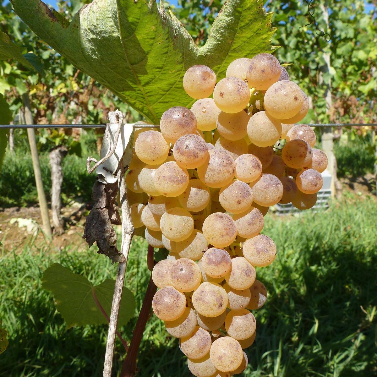 DOMAINE_CAUHAPE's tweet photo. En quelques semaines, petit à petit, la totalité des baies d’un parcelle passent du vert au jaune intense presque orangé

Vous pourrez observer sur les photos les grappes de Camaralet et Petit Manseng prises ce matin et celles arrivées à maturité, prises l’an dernier https://t.co/i6RQuJOMZw