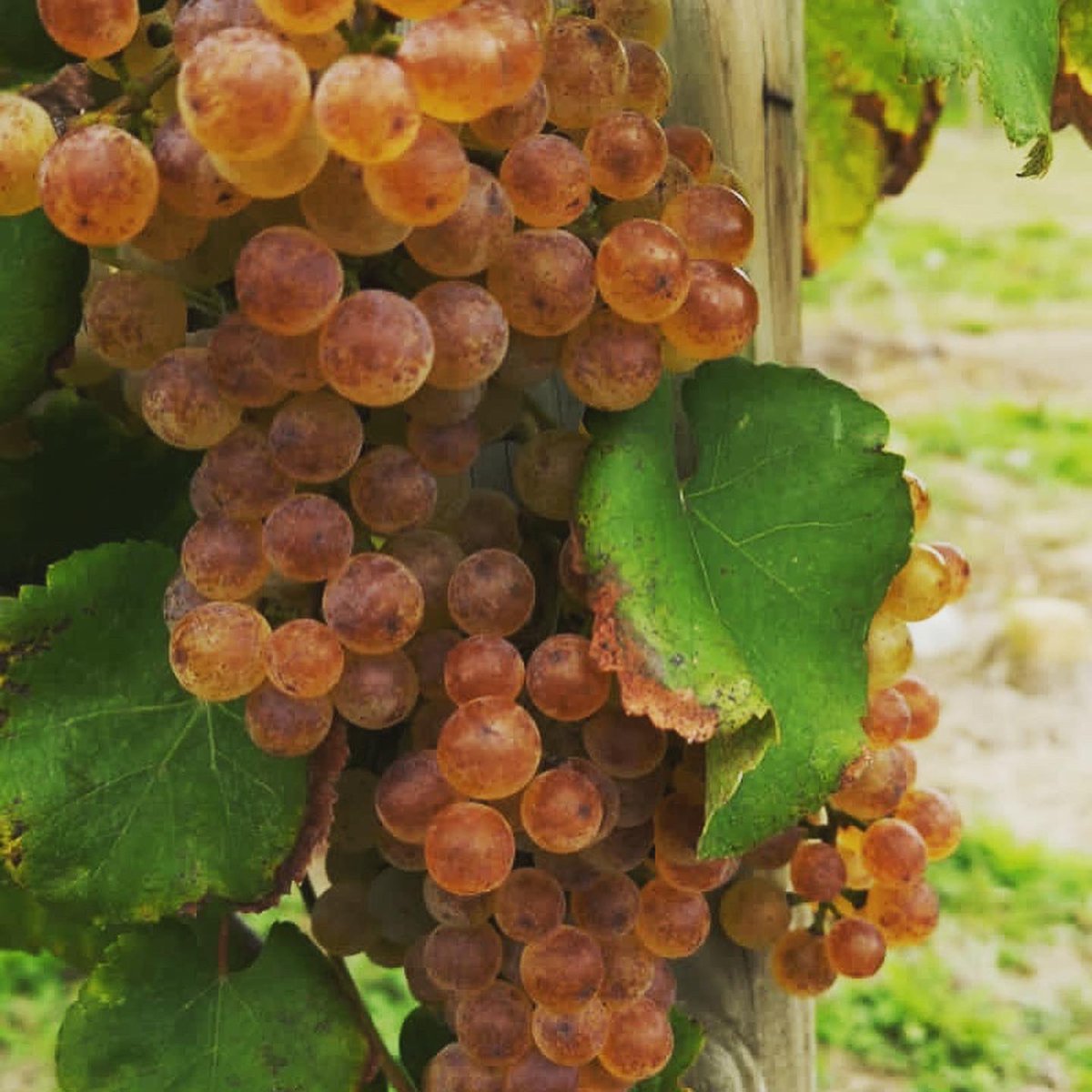 DOMAINE_CAUHAPE's tweet photo. En quelques semaines, petit à petit, la totalité des baies d’un parcelle passent du vert au jaune intense presque orangé

Vous pourrez observer sur les photos les grappes de Camaralet et Petit Manseng prises ce matin et celles arrivées à maturité, prises l’an dernier https://t.co/i6RQuJOMZw