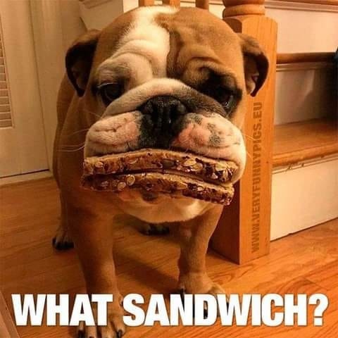 DogAdopted's tweet photo. #doggroom #dogswithattitude #dogopower #doggy #dogsofcincy #doggystyles #ilovemydog #cutedog #dogsruletheworld #dogsofmn #dogmodel #dog #frenchbulldog #dogbandana #dogsofbark #dogphotography #dogstagrm #dogpals #doglover https://t.co/XS9L4Cz0PM
