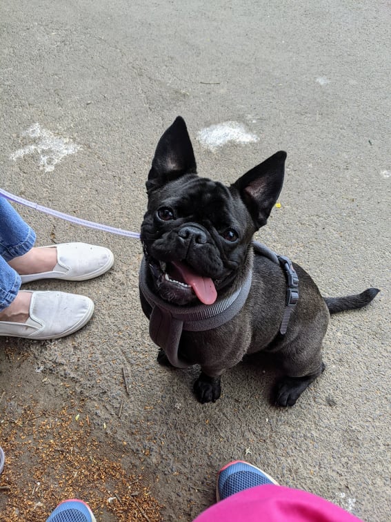 TheMoRW's tweet photo. Bonnie is BEYOND EXCITED to share our upcoming dog-themed activity! TODAY we are turning our Pop-up Museum into a Pup-up Museum! Come down to our courtyard where your dog can create a pawtograph! @bbchw @TheGoodDogGuide 

https://t.co/wbG0VY76wz
#dogfriendlyday #dogsoftwitter https://t.co/kmP60hEx60