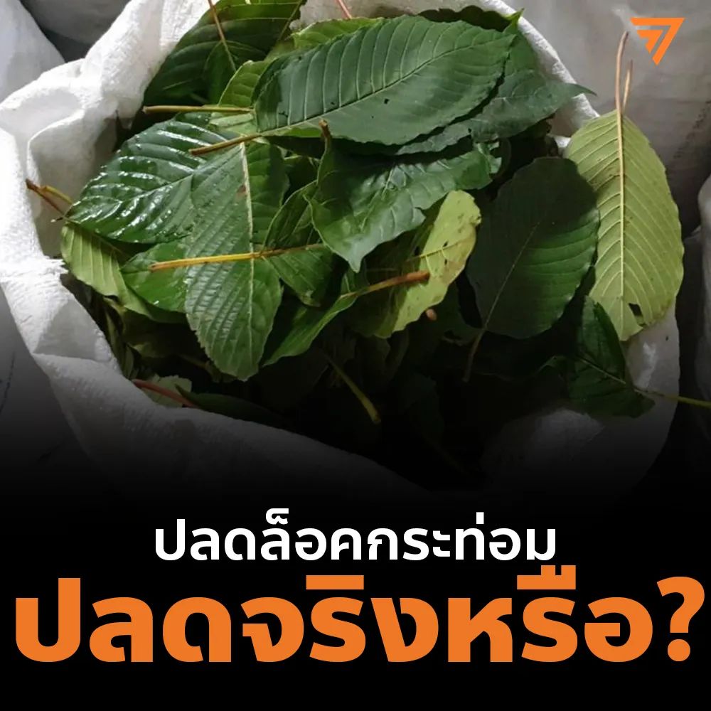 taopiphop's tweet photo. [ ปลดล็อคกระท่อม ปลดจริงหรือไม่ ? ]
    ผลักดันปลดล็อคกันมาเป็นลำดับตั้งเเต่เอาออกจากบัญชียาเสพติด จนกระทั่งปัจจุบันมีการดัน ร่างพรบ.พืชกระท่อม เพื่อควบคุมจัดการการใช้ประโยชน์พืชกระท่อม 
 อ่านต่อที่https://t.co/5VGr71qGeh

#กระท่อมถูกกฎหมาย
#กระท่อม 
#ปลดล็อค 
#ก้าวไกล https://t.co/eFSzuT7iPI